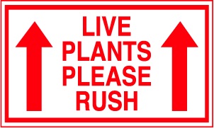 LIVE PLANTS PLEASE RUSH 3"x5"